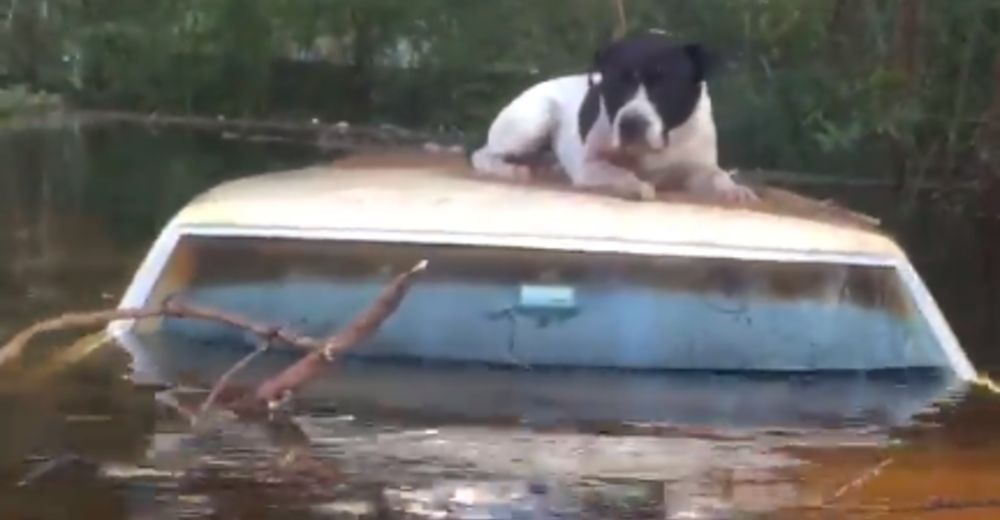 Nada les detendría en rescatar a todo animal abandonado que hallaran durante el huracán Florence Nada les detendría en rescatar a todo animal abandonado que hallaran durante el huracán Florence