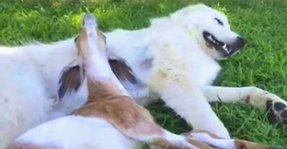 Los animales de una granja disfrutan tomar la siesta encima de este enorme y peludo amigo