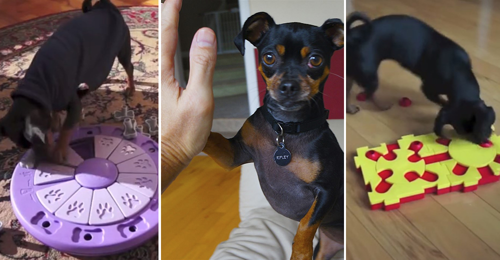 No existe rompecabezas ni acertijo que este ingenioso perrito no sea capaz de resolver No existe rompecabezas ni acertijo que este ingenioso perrito no sea capaz de resolver