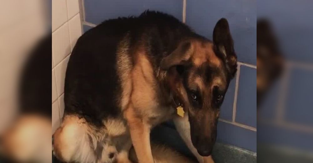 Nadie podía explicarle a Rocco que su familia lo abandonó porque tendrían un bebé Nadie podía explicarle a Rocco que su familia lo abandonó porque tendrían un bebé