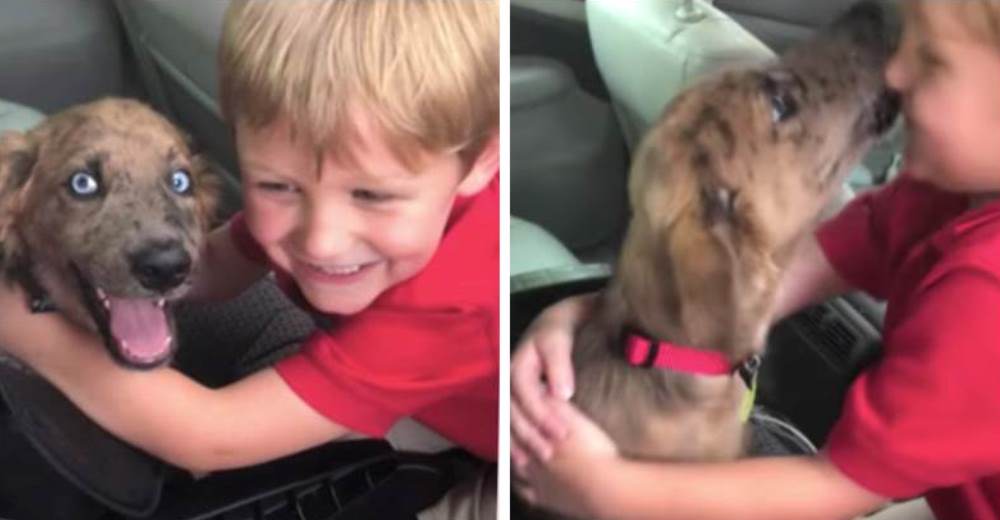 A este niño le regalan el cachorro más adorable y su reacción se hace viral