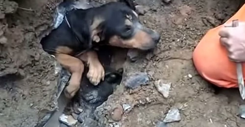 Estaban dispuestos a hacer lo que fuere para liberar a este cachorro atorado en un drenaje Estaban dispuestos a hacer lo que fuere para liberar a este cachorro atorado en un drenaje