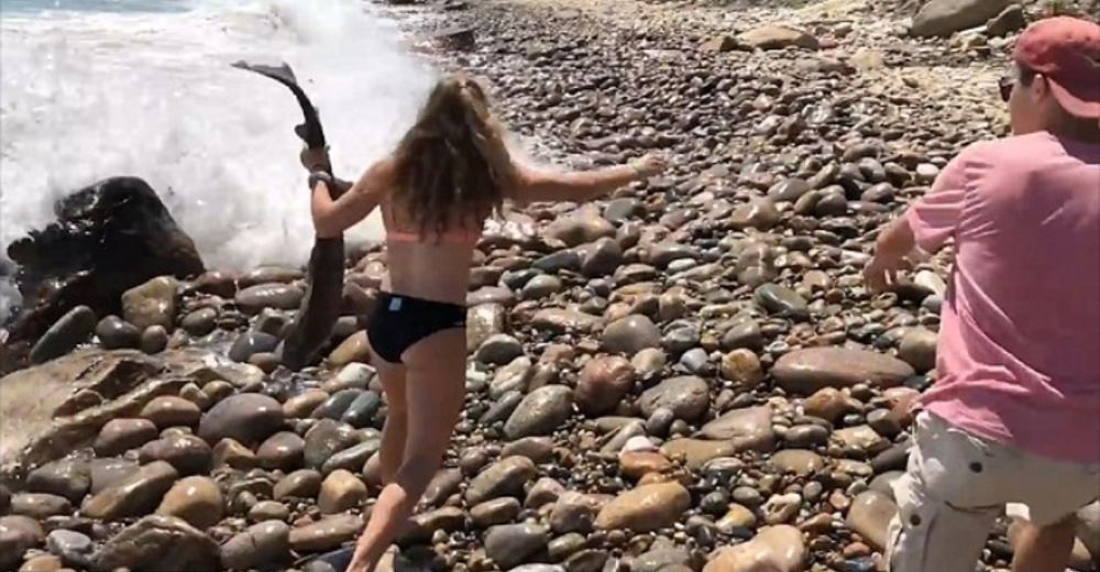 Una niña ve a un tiburón que necesita ayuda y hace lo que nadie más se atrevería Una niña ve a un tiburón que necesita ayuda y hace lo que nadie más se atrevería