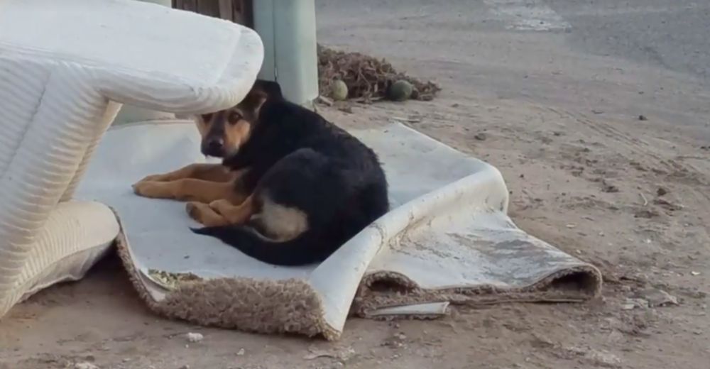Lo abandonaron en medio de la nada y no perdía la esperanza de que volvieran por él Lo abandonaron en medio de la nada y no perdía la esperanza de que volvieran por él