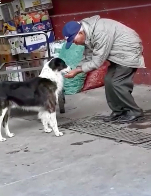 Abuelo y Perro Ecuador