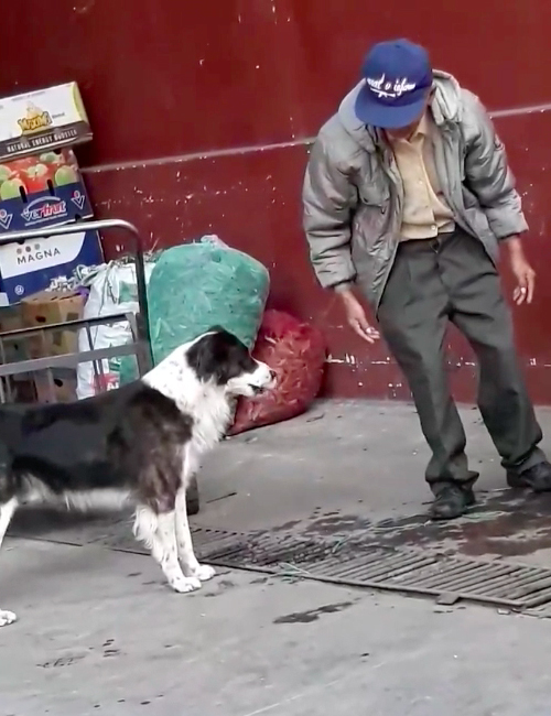 Abuelo y Perro Ecuador