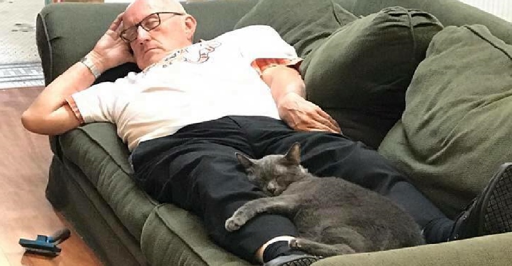 Un voluntario va todos los días a un santuario para gatos y hasta toma una siesta con ellos