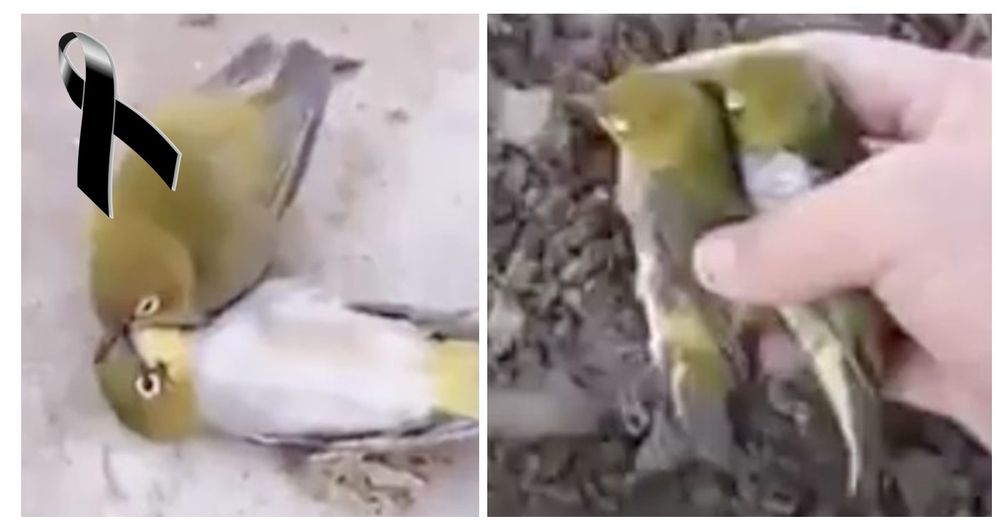 Muere el amor de su vida y su dolor es tan grande que segundos después parte junto a ella Muere el amor de su vida y su dolor es tan grande que segundos después parte junto a ella