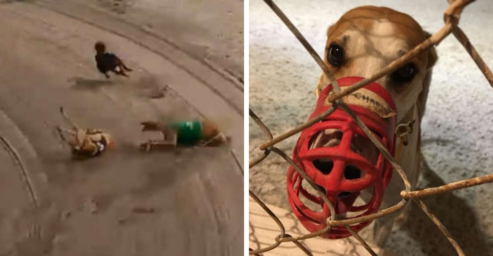El cruel «deporte» que cobra la vida de más de 400 perros cada año, pero esto podría cambiar… El cruel «deporte» que cobra la vida de más de 400 perros cada año, pero esto podría cambiar…