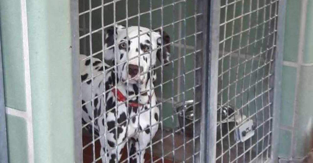 Fue vendida por Internet y se asustaba absolutamente de todo, hasta que conoció a su nueva madre Fue vendida por Internet y se asustaba absolutamente de todo, hasta que conoció a su nueva madre