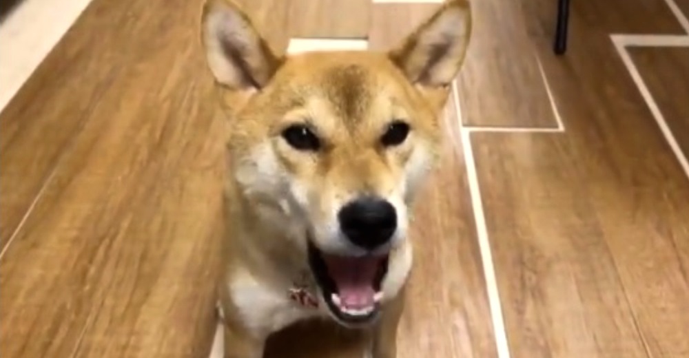 El perrito que aprendió a hablar el idioma más difícil sólo para conseguir su golosina favorita