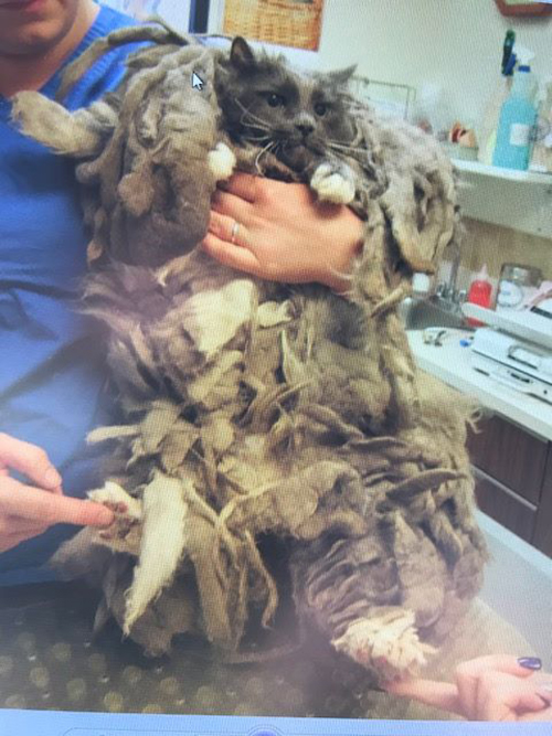 Gatito no podía mover y lo dejaron en puerta de un refugio con 2 kilos de pelo enmarañado | Zoorprendente