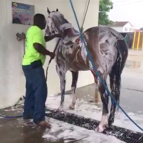 Caballo Autolavado