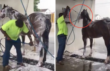 Caballo Autolavado