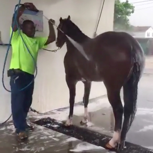 Caballo Autolavado