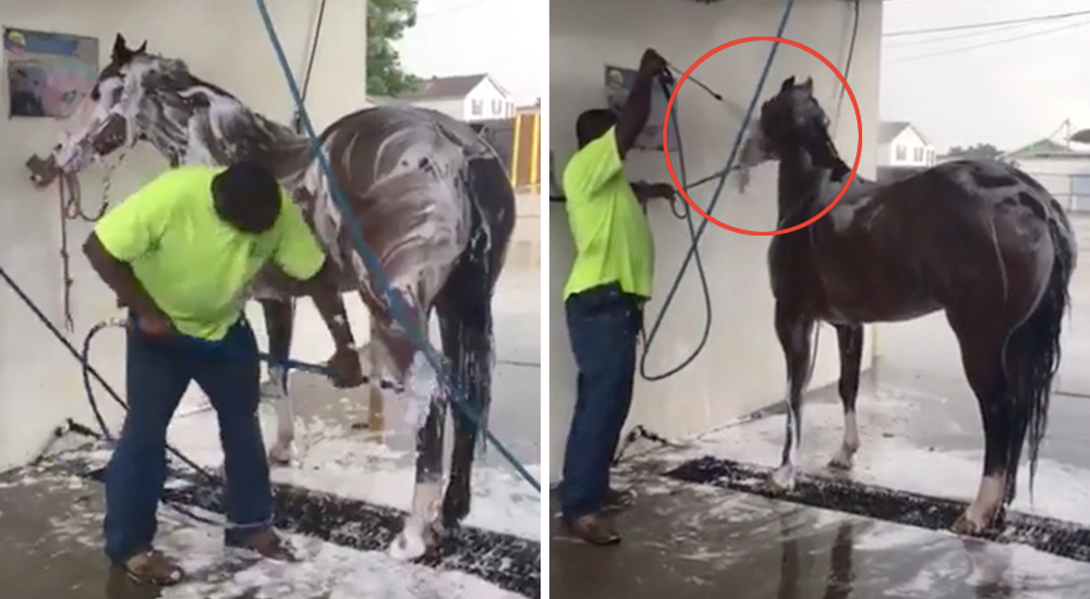 Caballo Autolavado