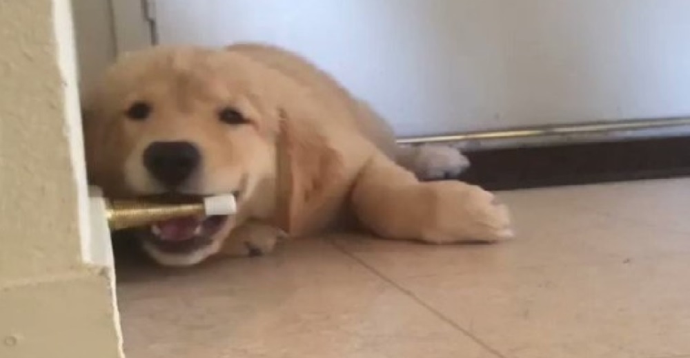 Graban el tierno momento en que un adorable cachorro tiene una feroz pelea con un tope de puerta
