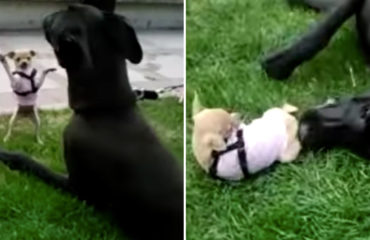 Chihuahua y Gran Danés