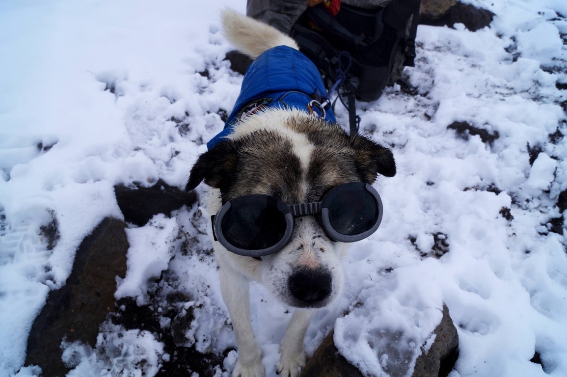Citla, el famoso perro Citla, el famoso perro