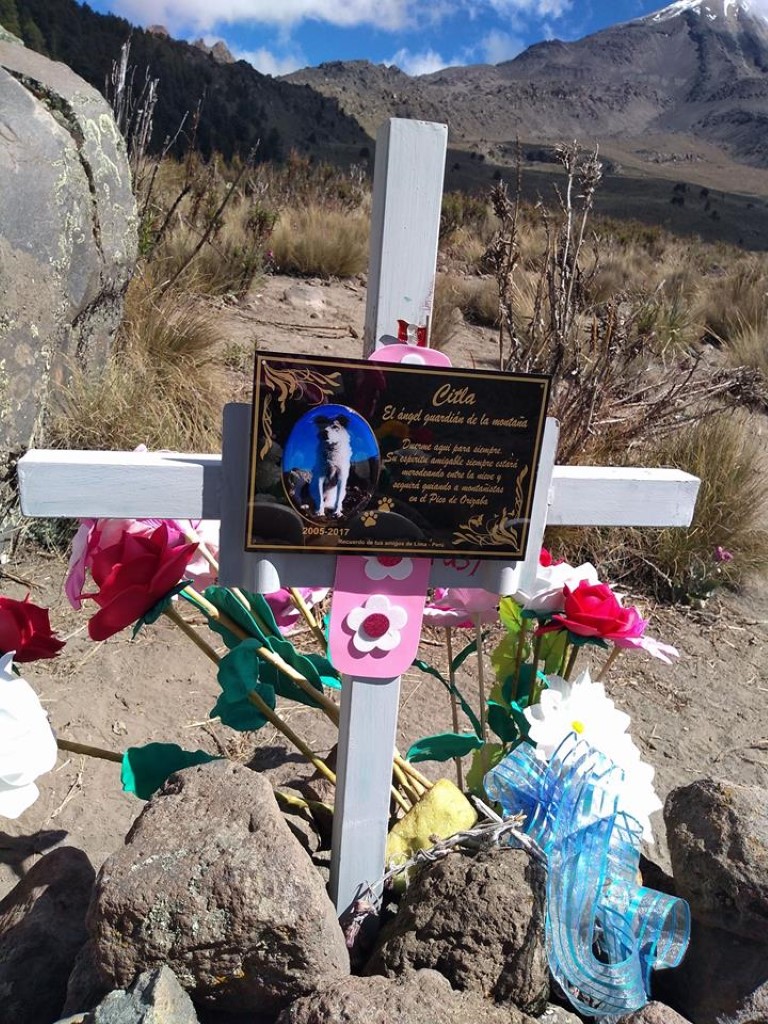 Citla, el famoso perro “Ángel Guardián de la Montaña”, que perdió la vida en las alturas Citla, el famoso perro “Ángel Guardián de la Montaña”, que perdió la vida en las alturas