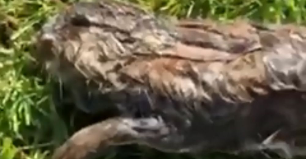 Encontró a un conejito ahogándose en un estanque, sabía que tenía que actuar de inmediato Encontró a un conejito ahogándose en un estanque, sabía que tenía que actuar de inmediato