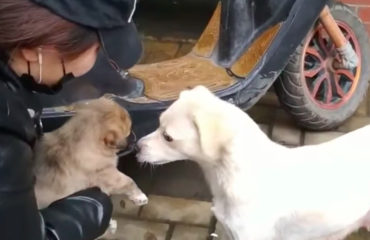 Despedida de perrita en China