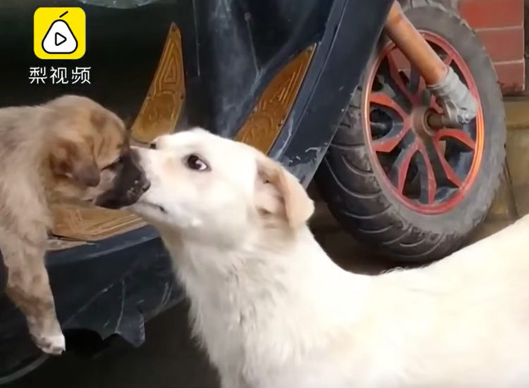 Despedida de perrita en China