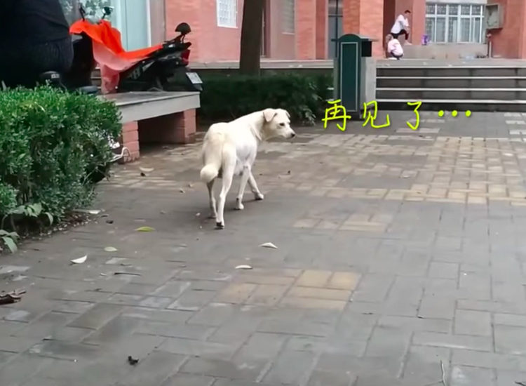 Despedida de perrita en China