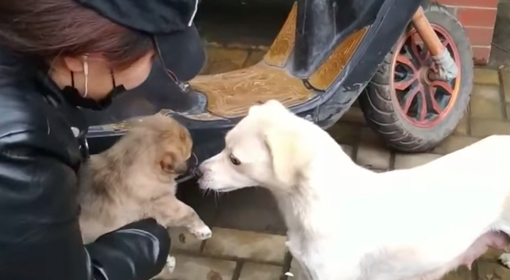 El vídeo de una amorosa madre obligada a despedirse de su cachorro que ha hecho llorar a miles El vídeo de una amorosa madre obligada a despedirse de su cachorro que ha hecho llorar a miles