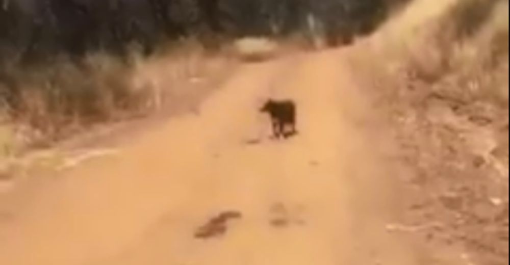 Ve a un perro en un camino con una rara actitud, luego se dio cuenta que estaba pidiendo ayuda Ve a un perro en un camino con una rara actitud, luego se dio cuenta que estaba pidiendo ayuda