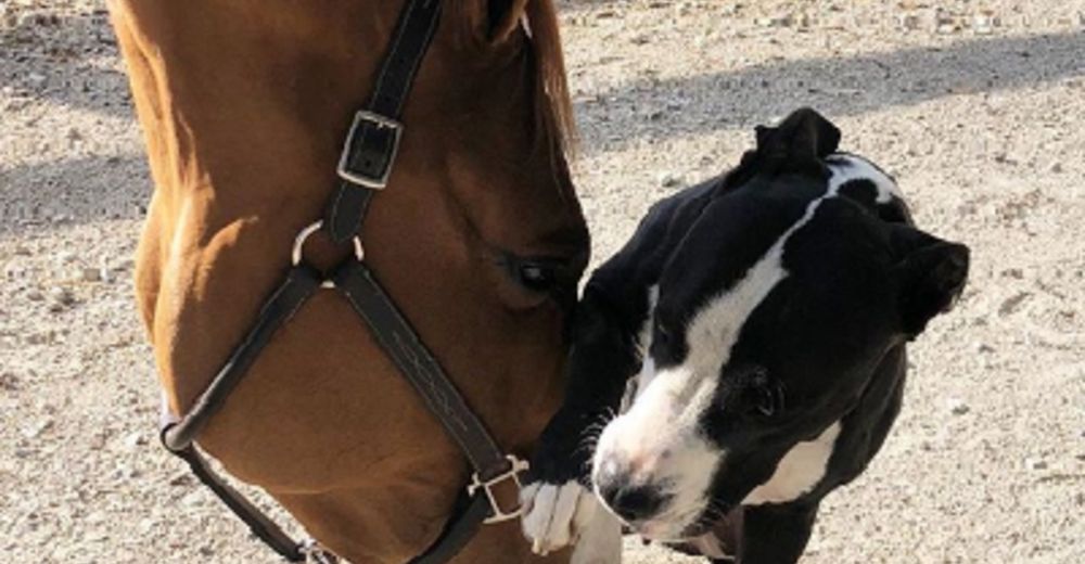 Este perro no sólo tiene caballos como mejores amigos, sino que se cree uno Este perro no sólo tiene caballos como mejores amigos, sino que se cree uno