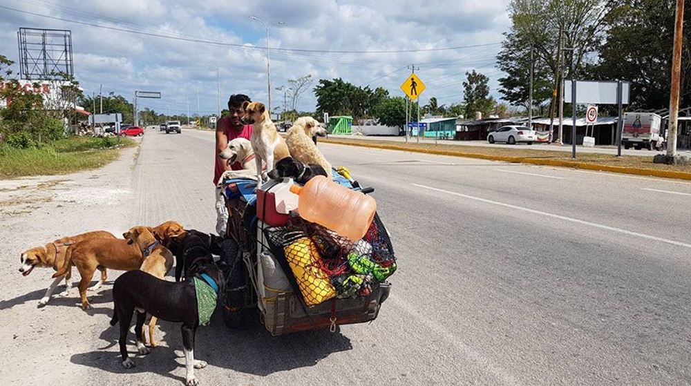 Edgardo, el hombre que recorre su país en bicicleta salvando perros vagabundos Edgardo, el hombre que recorre su país en bicicleta salvando perros vagabundos
