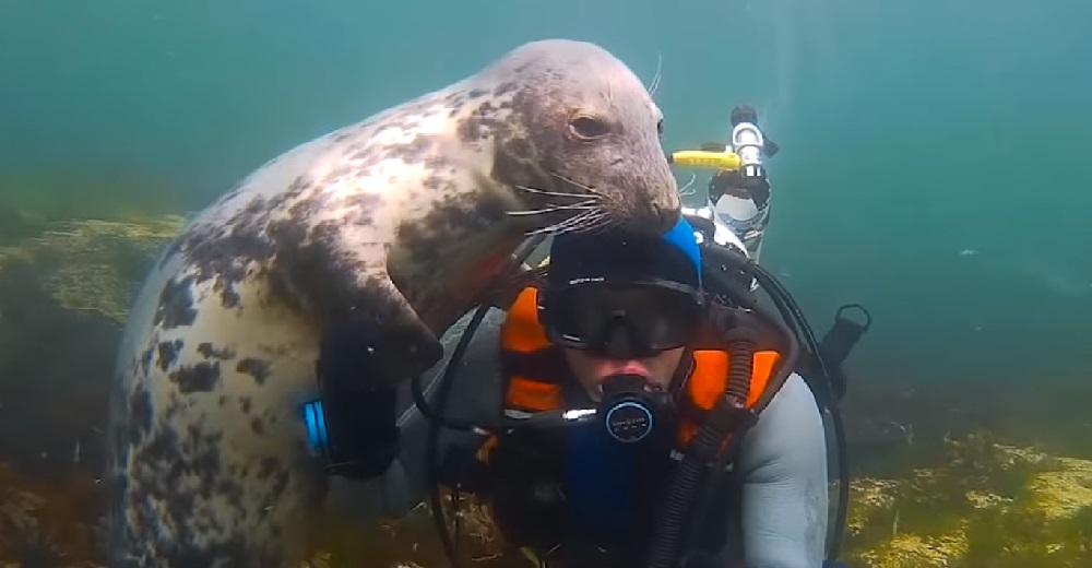 Una enorme foca gris no para de buscar los mimos de un buzo y hasta lo sorprende con un abrazo Una enorme foca gris no para de buscar los mimos de un buzo y hasta lo sorprende con un abrazo