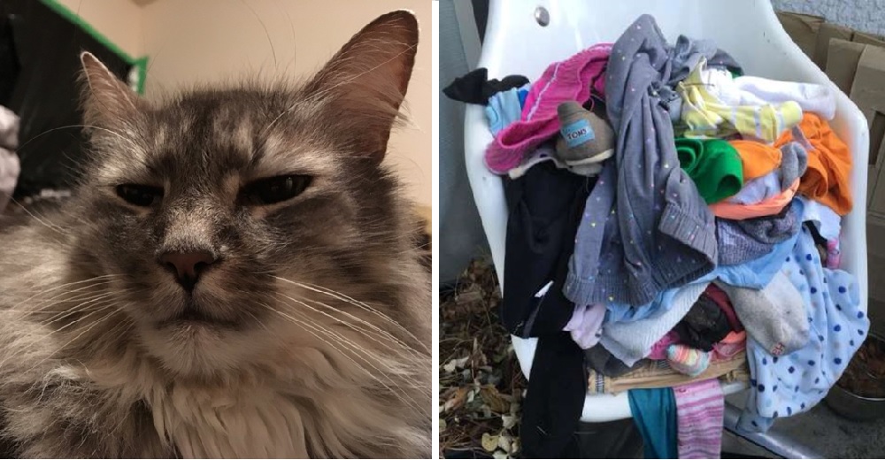 Una gata no para de robar la ropa de los vecinos y las cosas han comenzado a ponerse raras Una gata no para de robar la ropa de los vecinos y las cosas han comenzado a ponerse raras