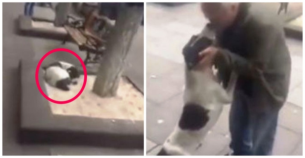 Graban el milagroso reencuentro de un anciano con su perro perdido hace 3 años Graban el milagroso reencuentro de un anciano con su perro perdido hace 3 años