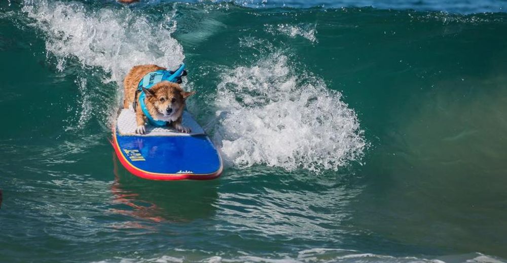 Jojo, el pequeño corgi que aprendió a surfear para salvar su vida Jojo, el pequeño corgi que aprendió a surfear para salvar su vida