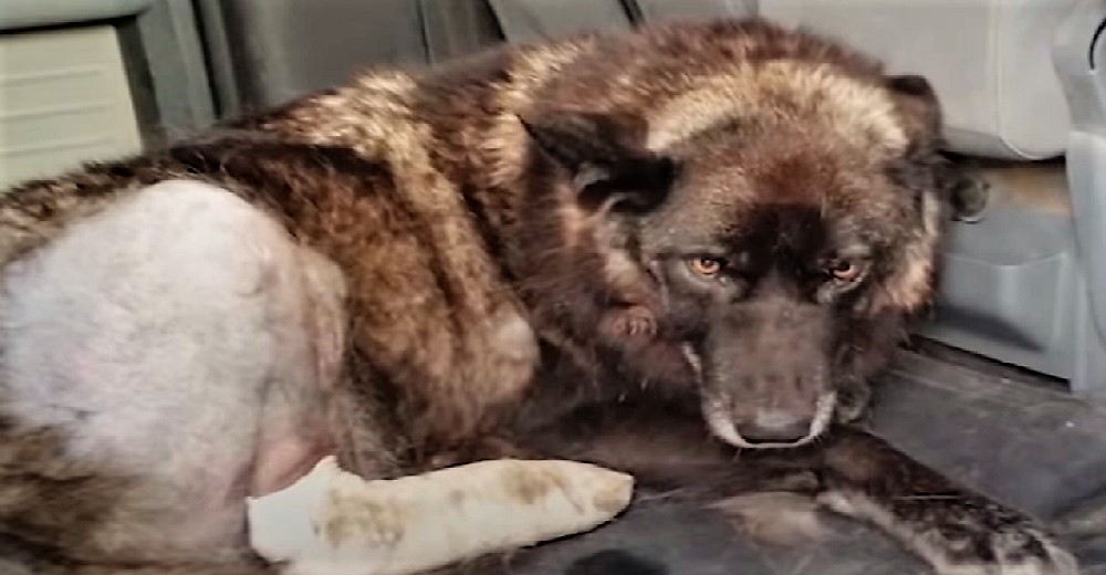 Intentaron tener a un lobo como perro doméstico y casi acaba sacrificado… Necesitaba a su manada Intentaron tener a un lobo como perro doméstico y casi acaba sacrificado… Necesitaba a su manada