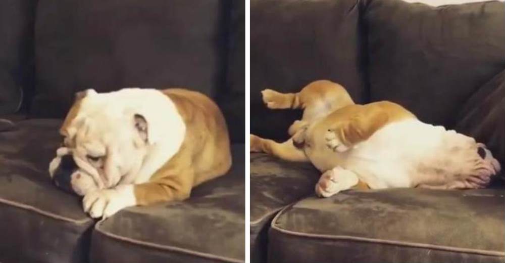 El adorable bulldog que se ha convertido en una estrella por su peculiar afición: no hacer nada