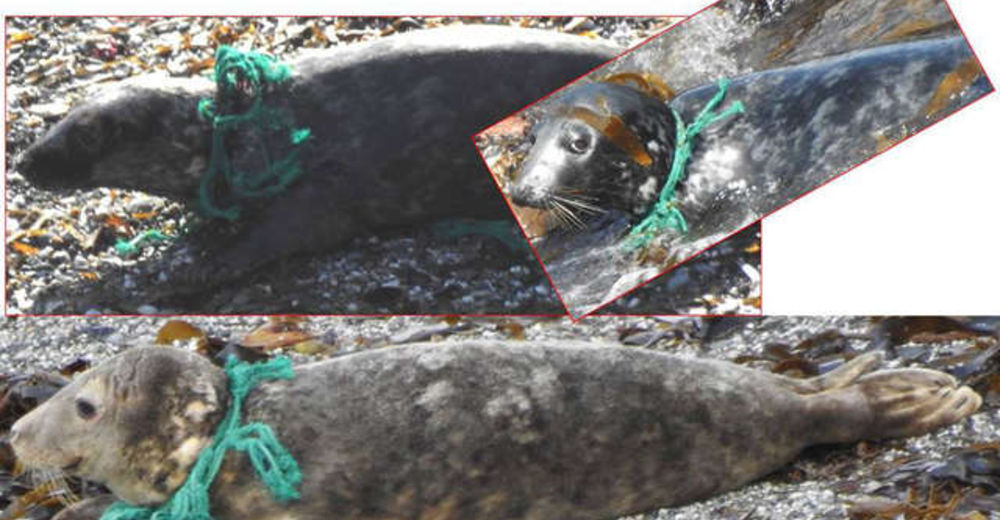 Después de meses de sufrimiento estrangulada por una red de pesca, finalmente es liberada Después de meses de sufrimiento estrangulada por una red de pesca, finalmente es liberada