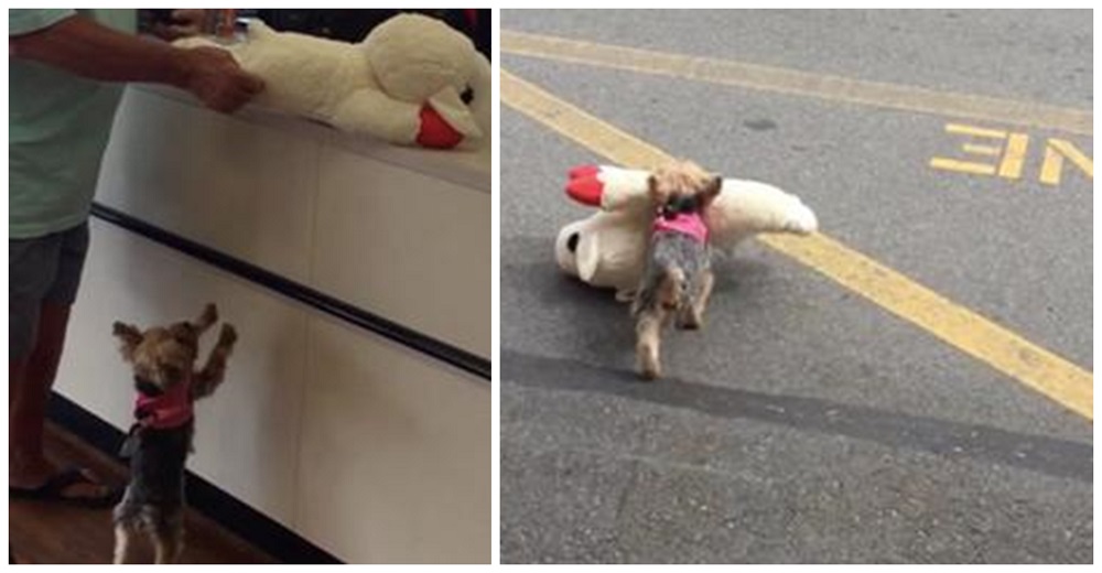 Perrita elige el juguete más grande de la tienda y decide llevárselo a cuestas solita Perrita elige el juguete más grande de la tienda y decide llevárselo a cuestas solita