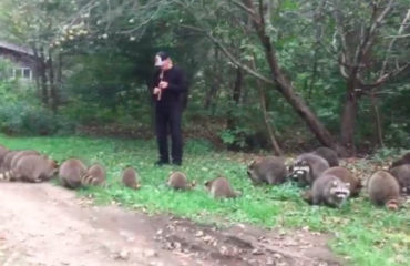 Mapaches Flauta NY