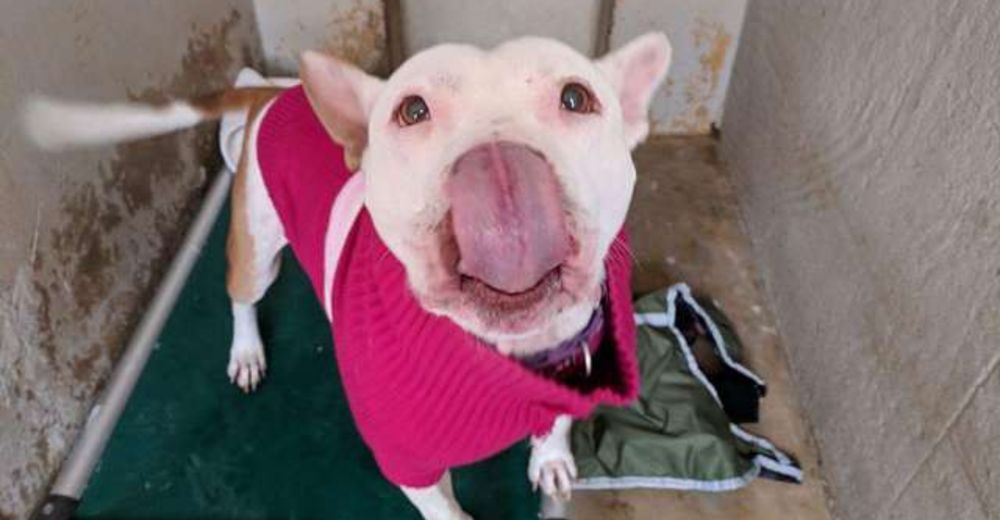 Marilla, la encantadora perrita anciana que ha esperado durante 3 años por un hogar para siempre Marilla, la encantadora perrita anciana que ha esperado durante 3 años por un hogar para siempre