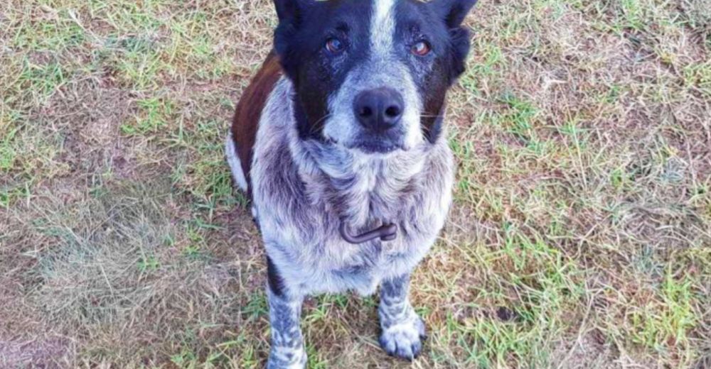 Una pequeña se pierde durante 16 horas, pero su perro con limitaciones le salva la vida Una pequeña se pierde durante 16 horas, pero su perro con limitaciones le salva la vida