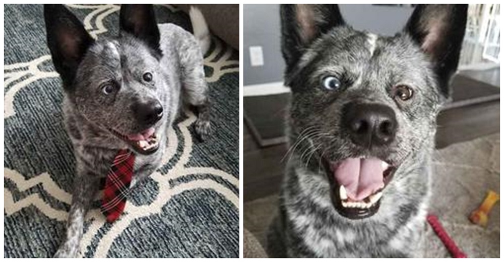 Cachorro al que le falta una parte de su cerebro termina en un hogar lleno de amor