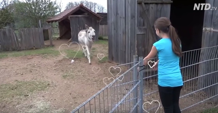 Niña y su burro