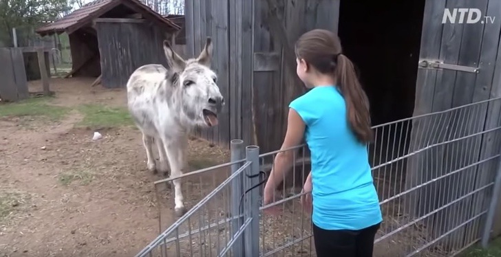 Niña y su burro