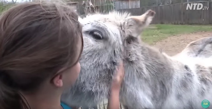 Niña y su burro