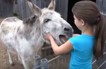 Niña y su burro