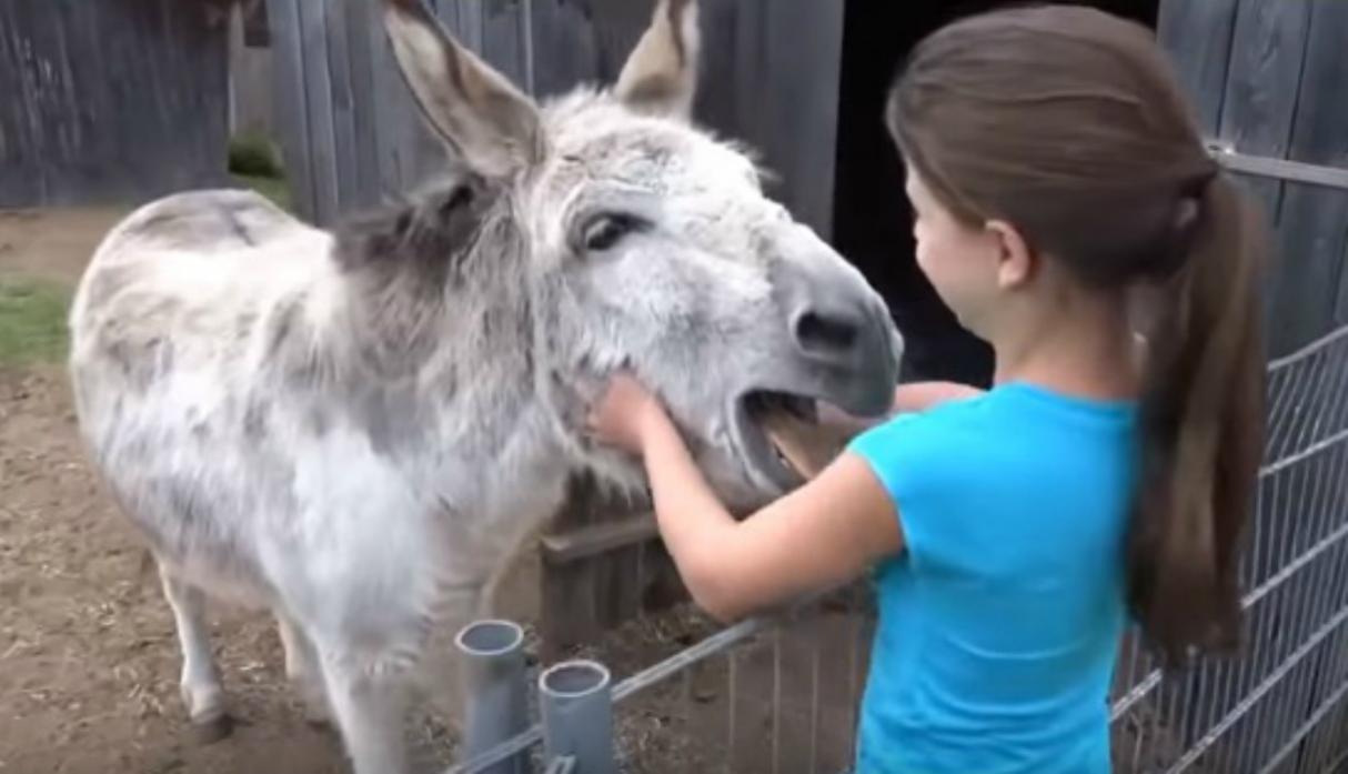 Niña y su burro
