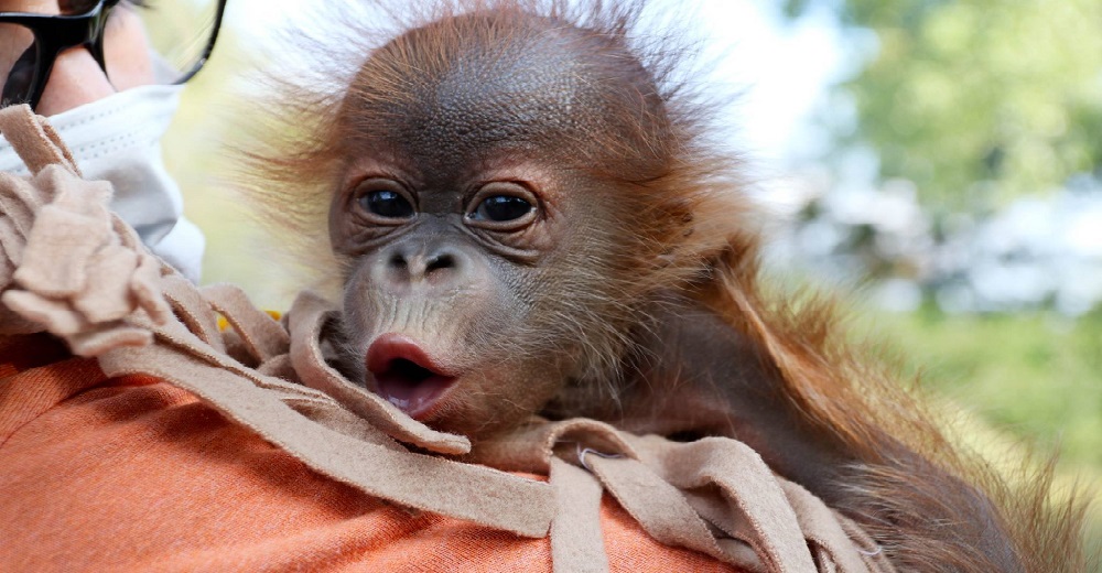 Una bebé orangután da adorables saltitos de hipo mientras duerme en los brazos de su cuidadora Una bebé orangután da adorables saltitos de hipo mientras duerme en los brazos de su cuidadora